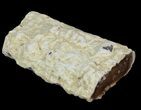 Petrified Wood Limb - Nevada #42139-1